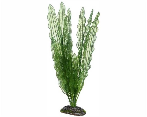 Hobby Plant Aponogeton 40cm