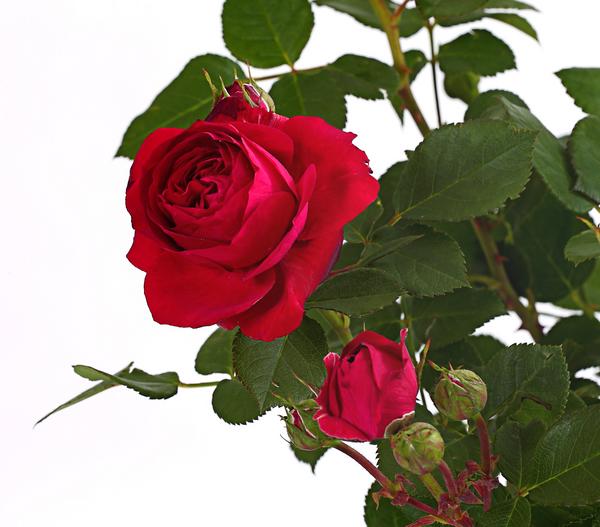 Rosen, verschiedene Sorten