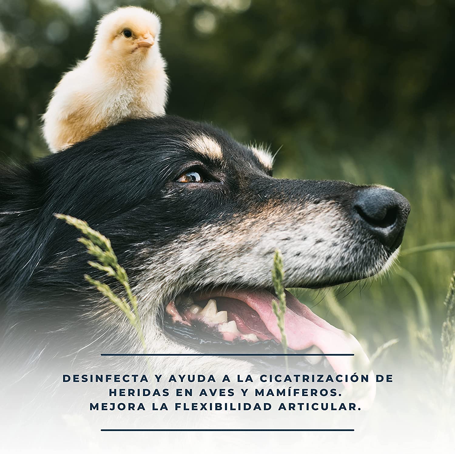 Finca Casarejo Desinfpomada Pomada natural para feridas de animais