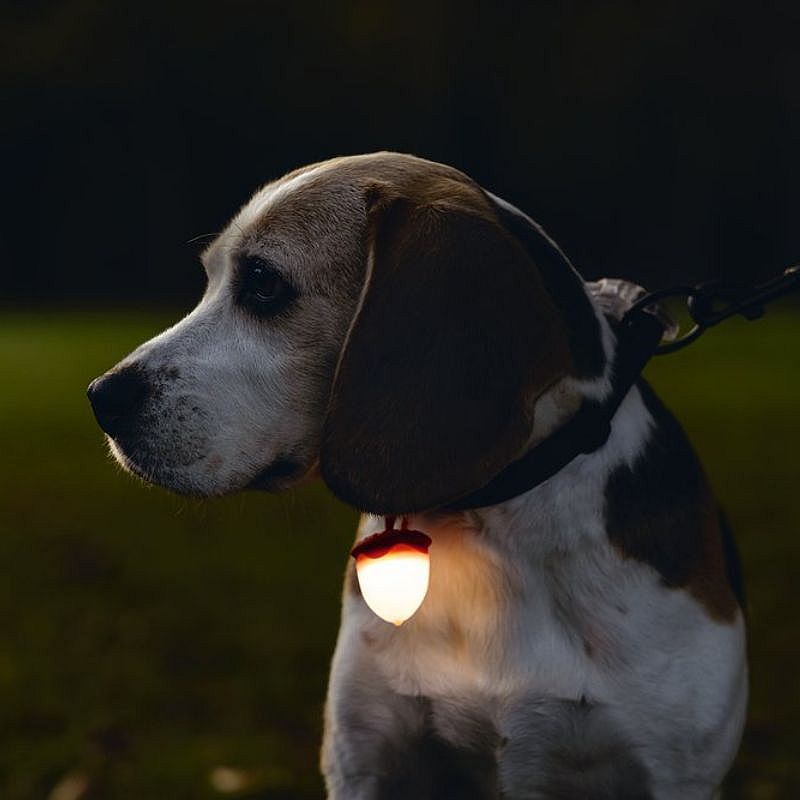 Beeztees Safety Eikel Hondenlamp | 20112