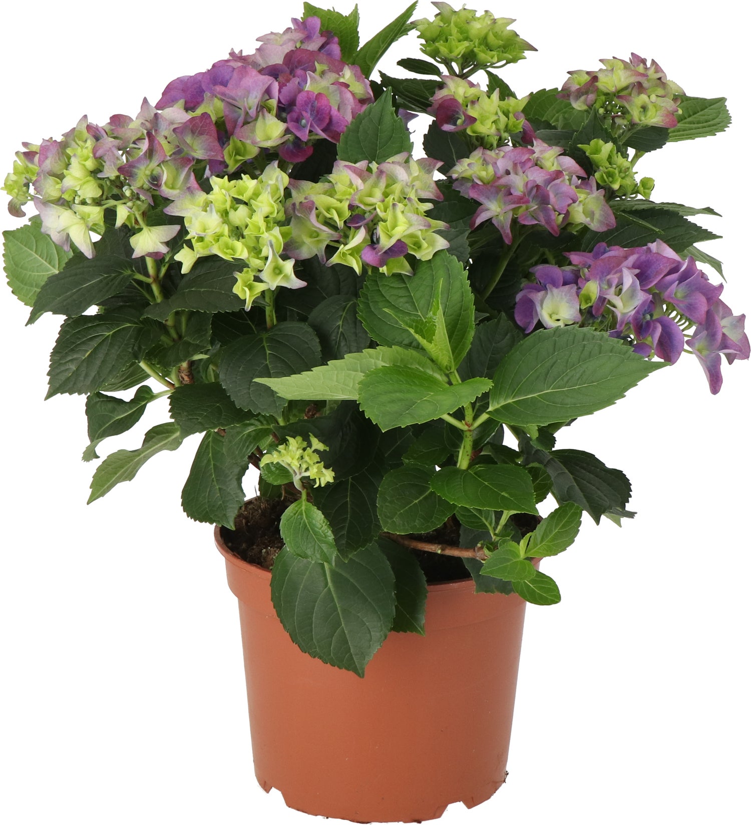 Hortensia (Hydrangea macrophylla) paars D 21 H 40 cm