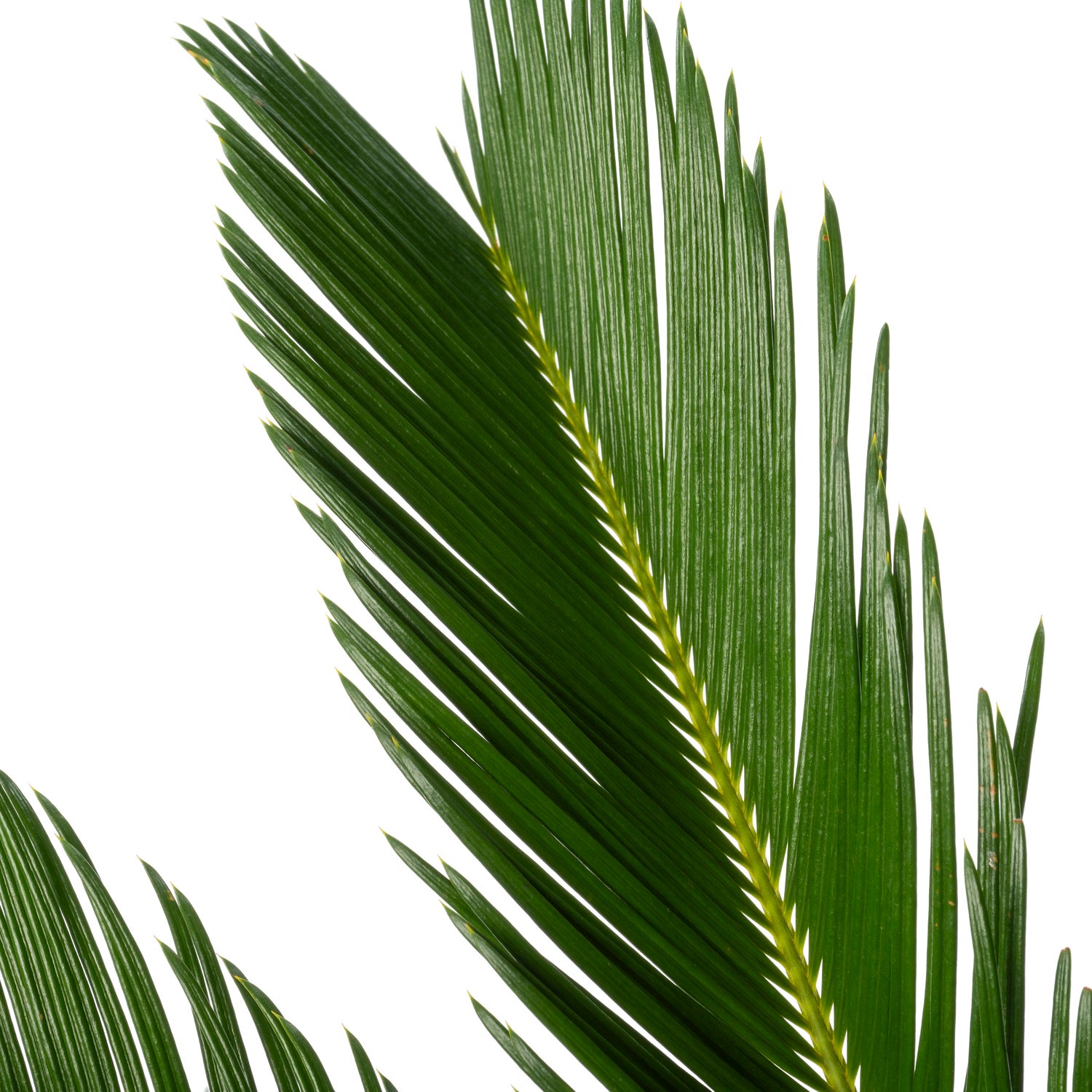 Palmvaren (Cycas revoluta) D 21 H 80 cm