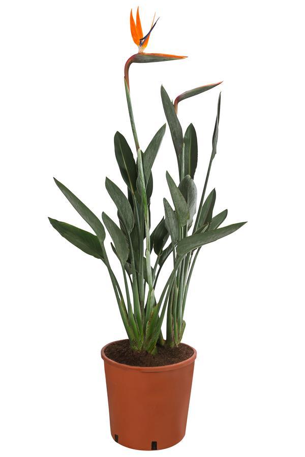 Paradiesvogelblume