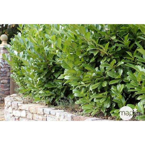 Prunus laurocerasus ' Rotundifolia ' : H 140/170 cm ctr 25 litres