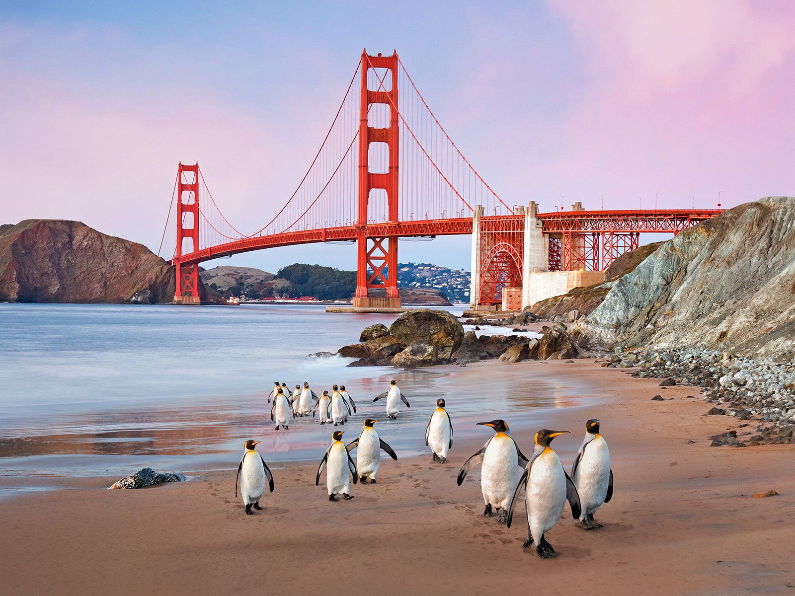 San Francisco Emperor Penguins by Robert Jahns - Open Edition.