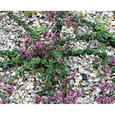 Muschelmulch