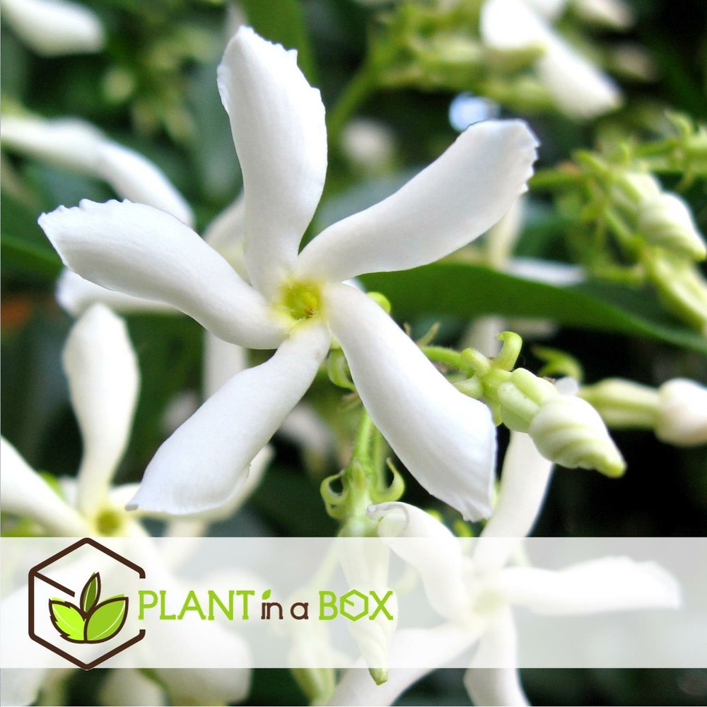 Jasmin toscan - set de 6 - plantes de jardin - blanc - pot 9cm - hauteur 25-40cm