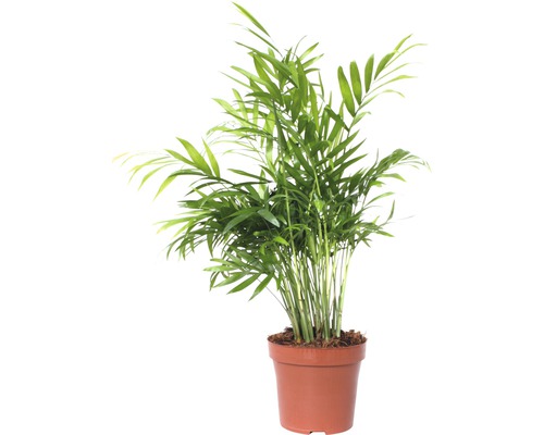 Bergpalm FloraSelf Chamaedorea elegans H 45-55 cm Ø 12 cm pot
