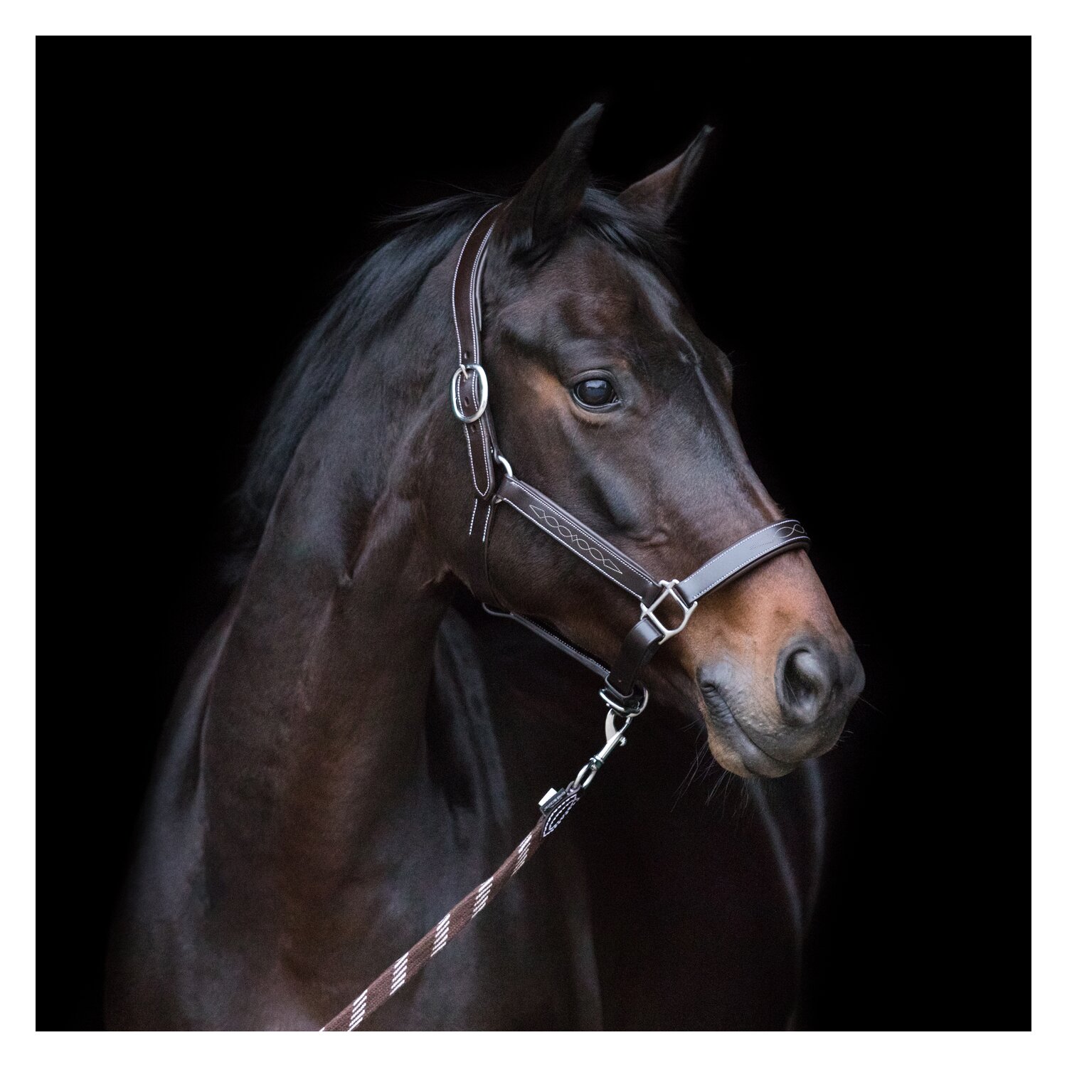 EQUINE MICROTEC Lederhalfter - brown - Pony