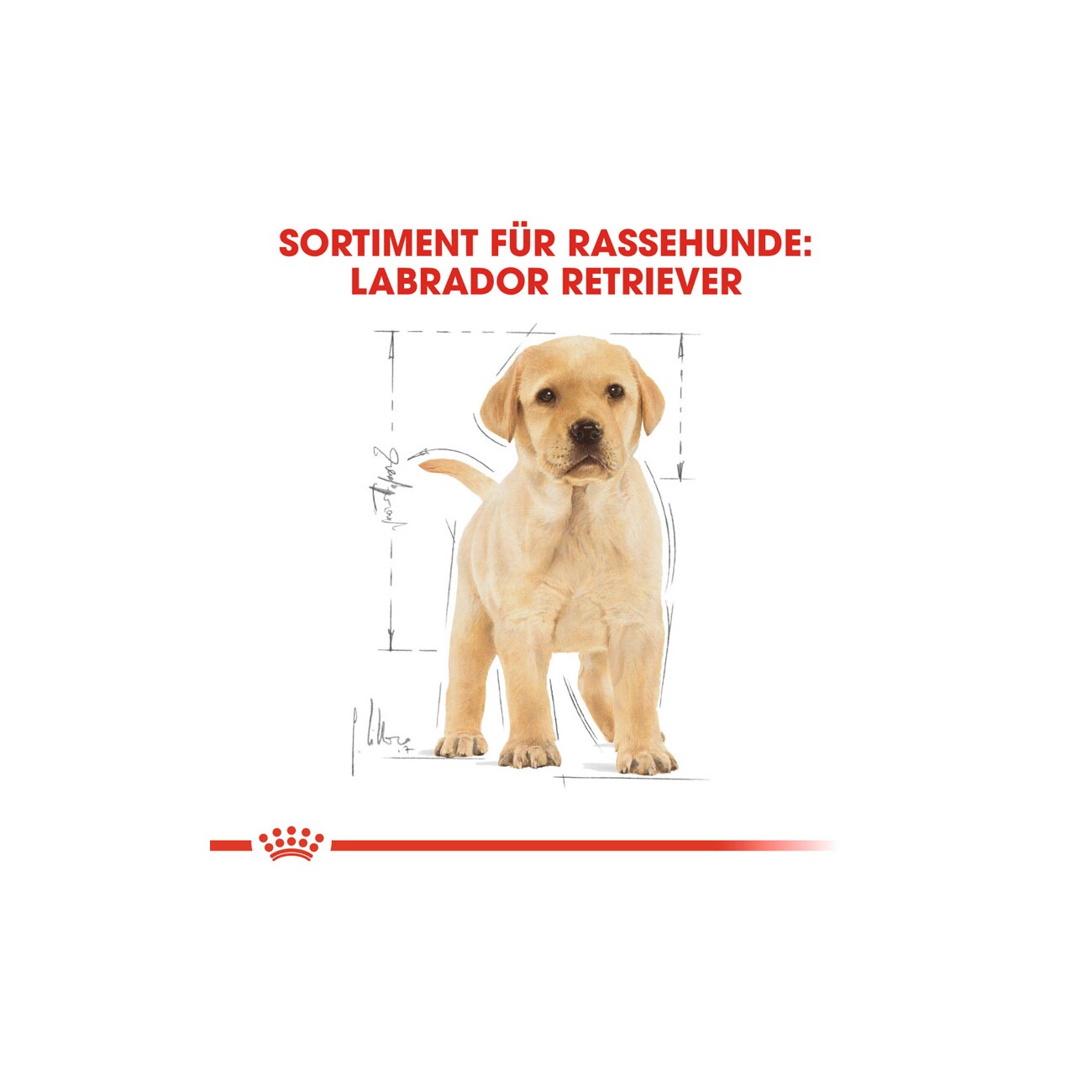 ROYAL CANIN Labrador Retriever Puppy 3 kg