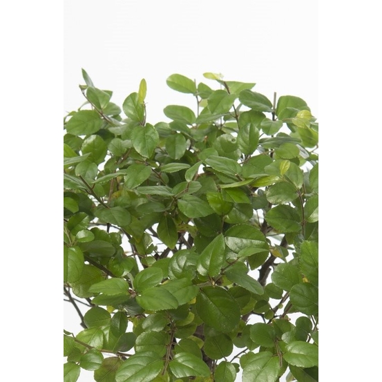 Kit Bonsai DIY
