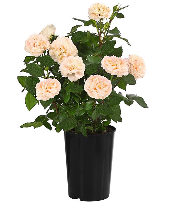 Edelrose 'Augusta Luise®'