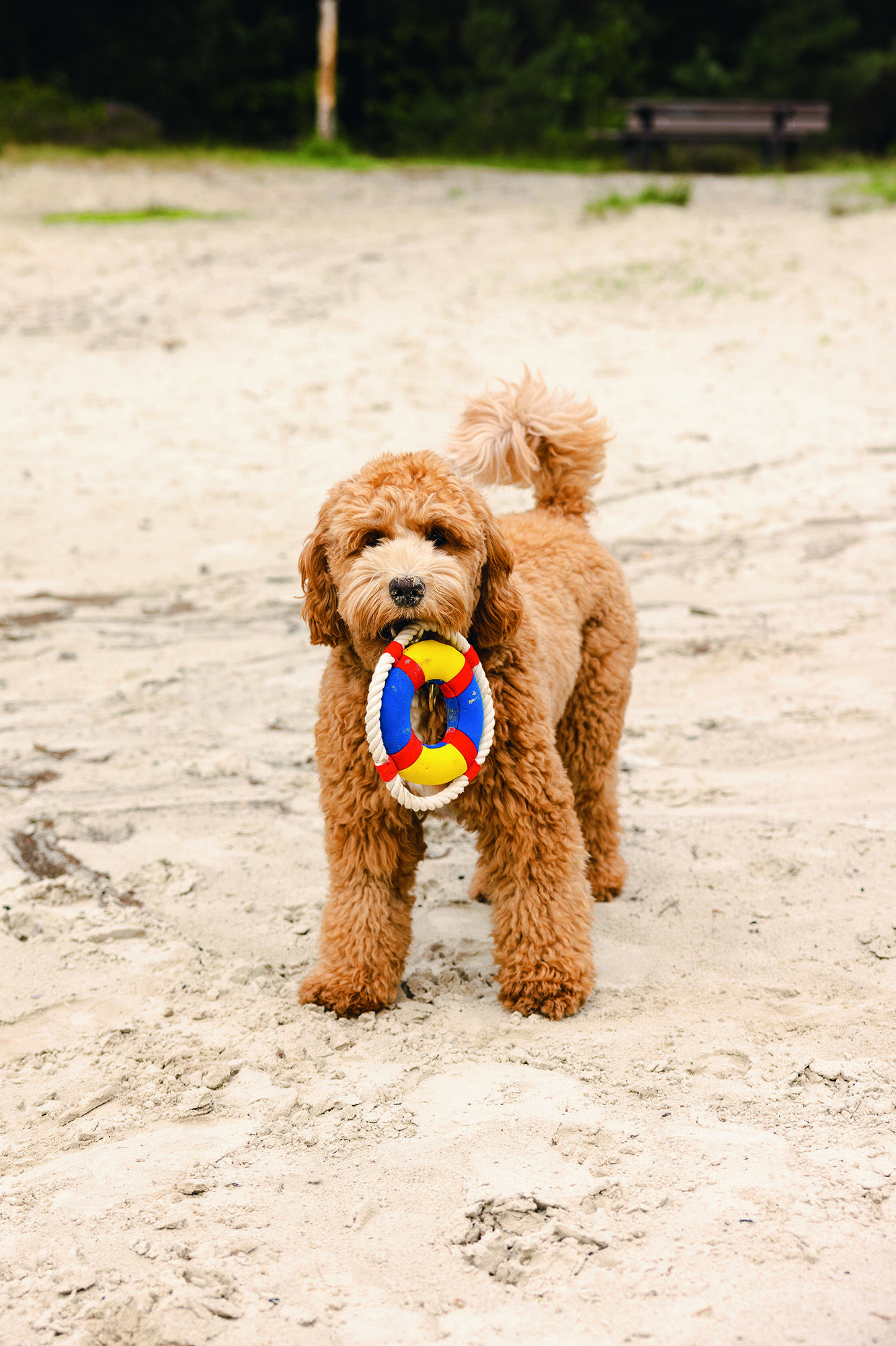 Beeztees Boei - Waterspeelgoed Hond - multi - 25.6x19x5 cm