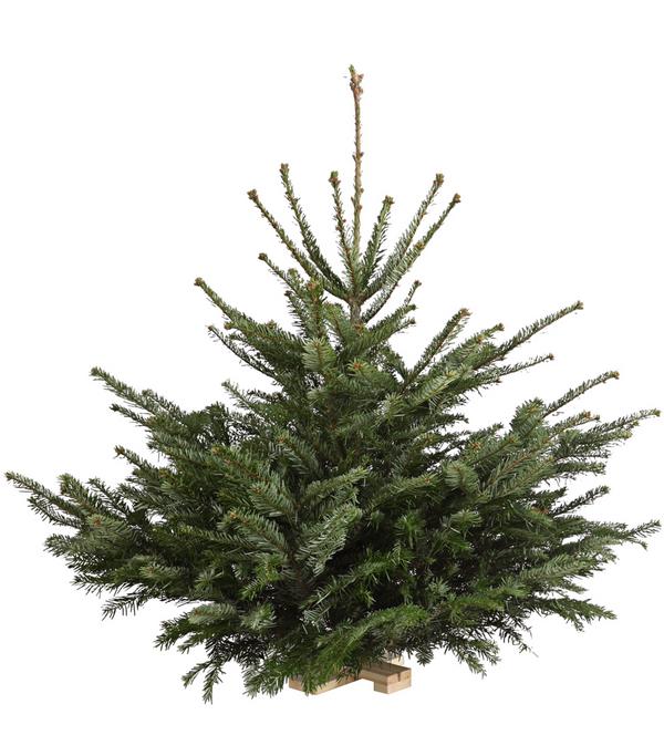 Nordmann-Tanne, ca. 75-100 cm, gesägt, mit