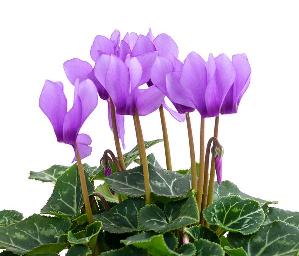 Alpenveilchen - Cyclame 'Dragon Blue'