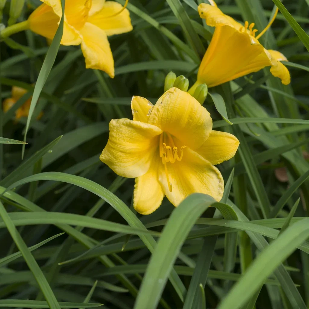 Hemerocallis 'Stella d'Oro' Daglilje 'Stella d'Oro' Ø11 cm