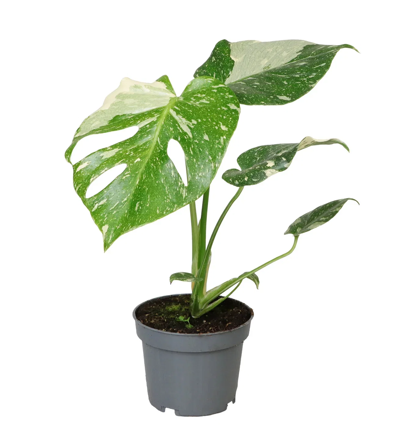 Monstera deliciosa 'Thai Constellation' Monstera 'Thai Constellation' Ø12 cm