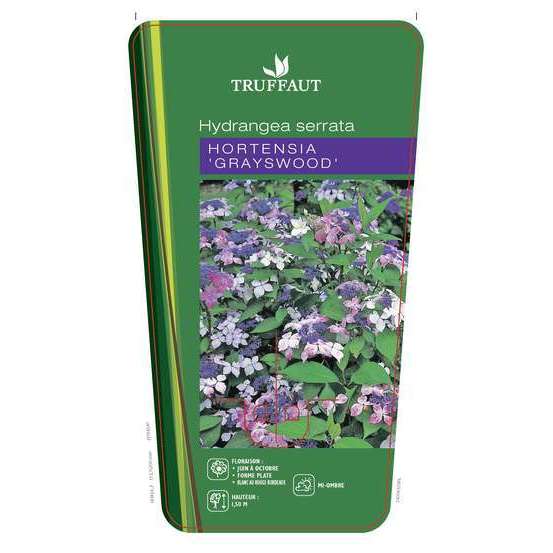 Hydrangea Serrata 'Grayswood', ctr 3 L