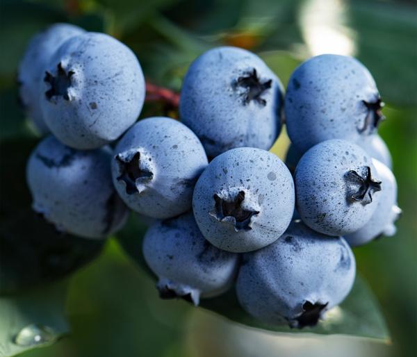 Bio Heidelbeere 'Sunshine Blue'
