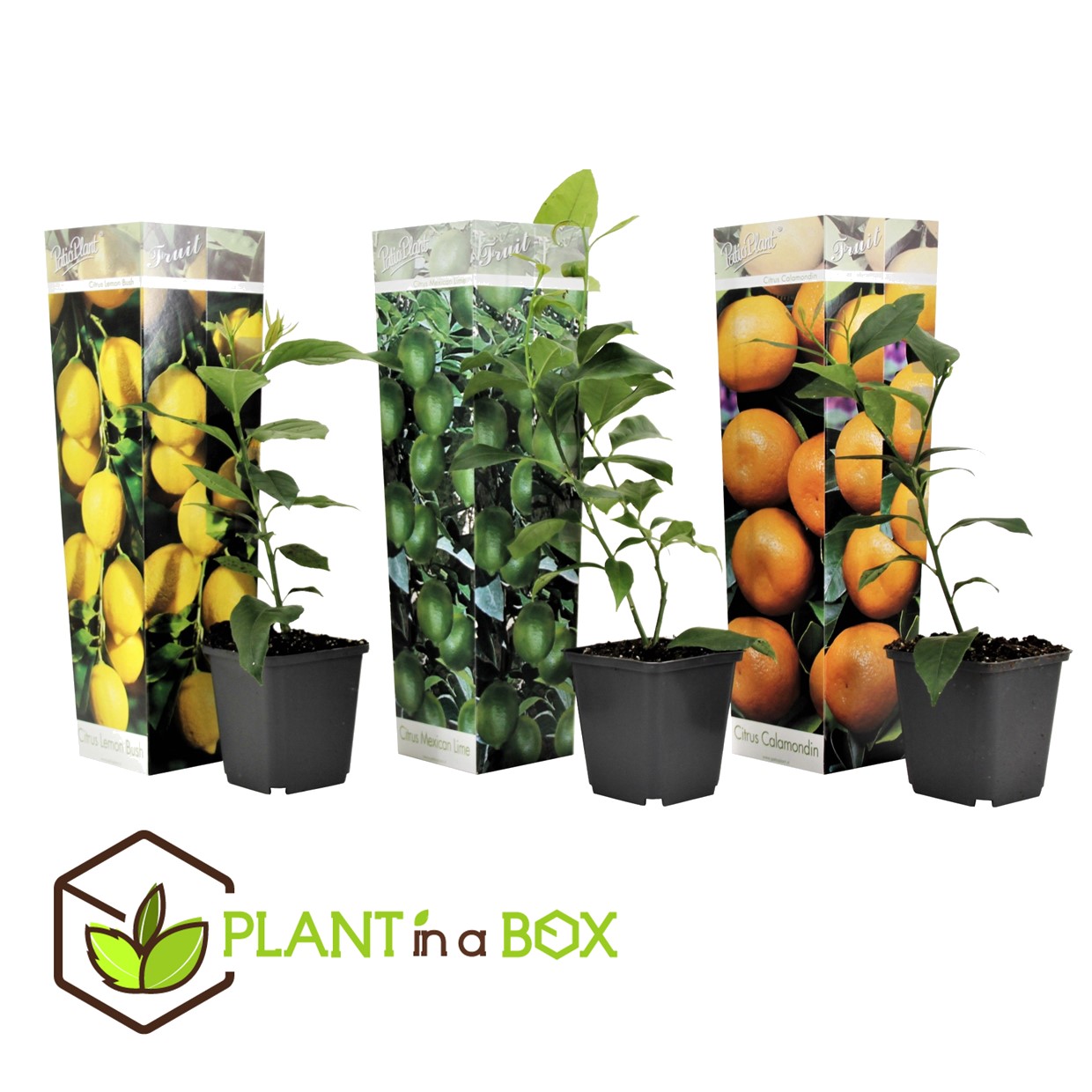 Citrus mix - set de 3 - agrumes - pot 9cm - hauteur 25-40cm