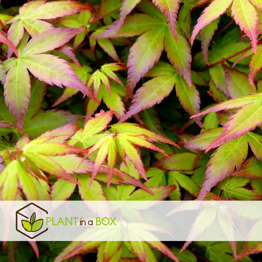 Acer palmatum 'little princess' - erable japonais - pot 19cm - hauteur 45-55cm