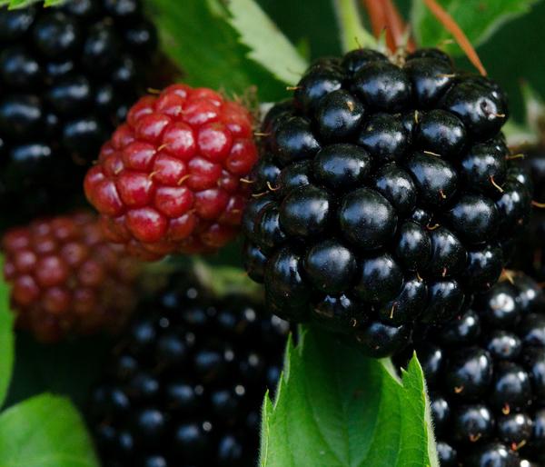 Brombeere 'Asterina'
