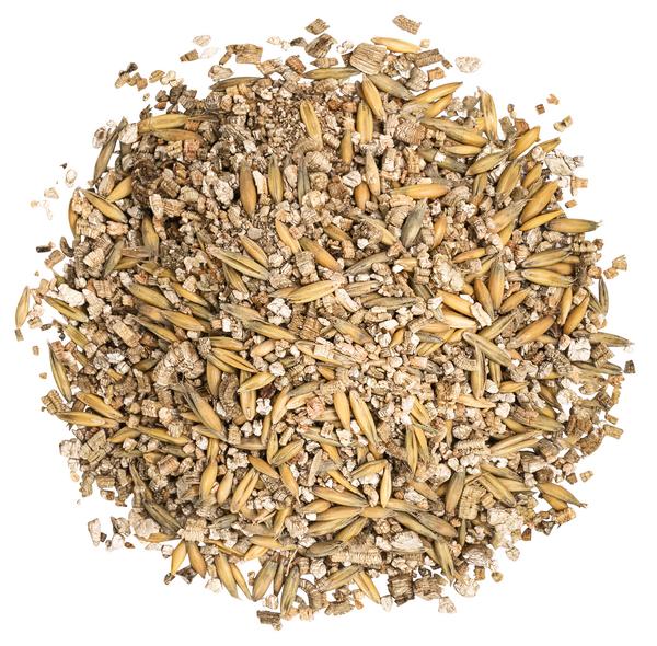 Dehner Lieblinge Katzengras, 2 x 100 g