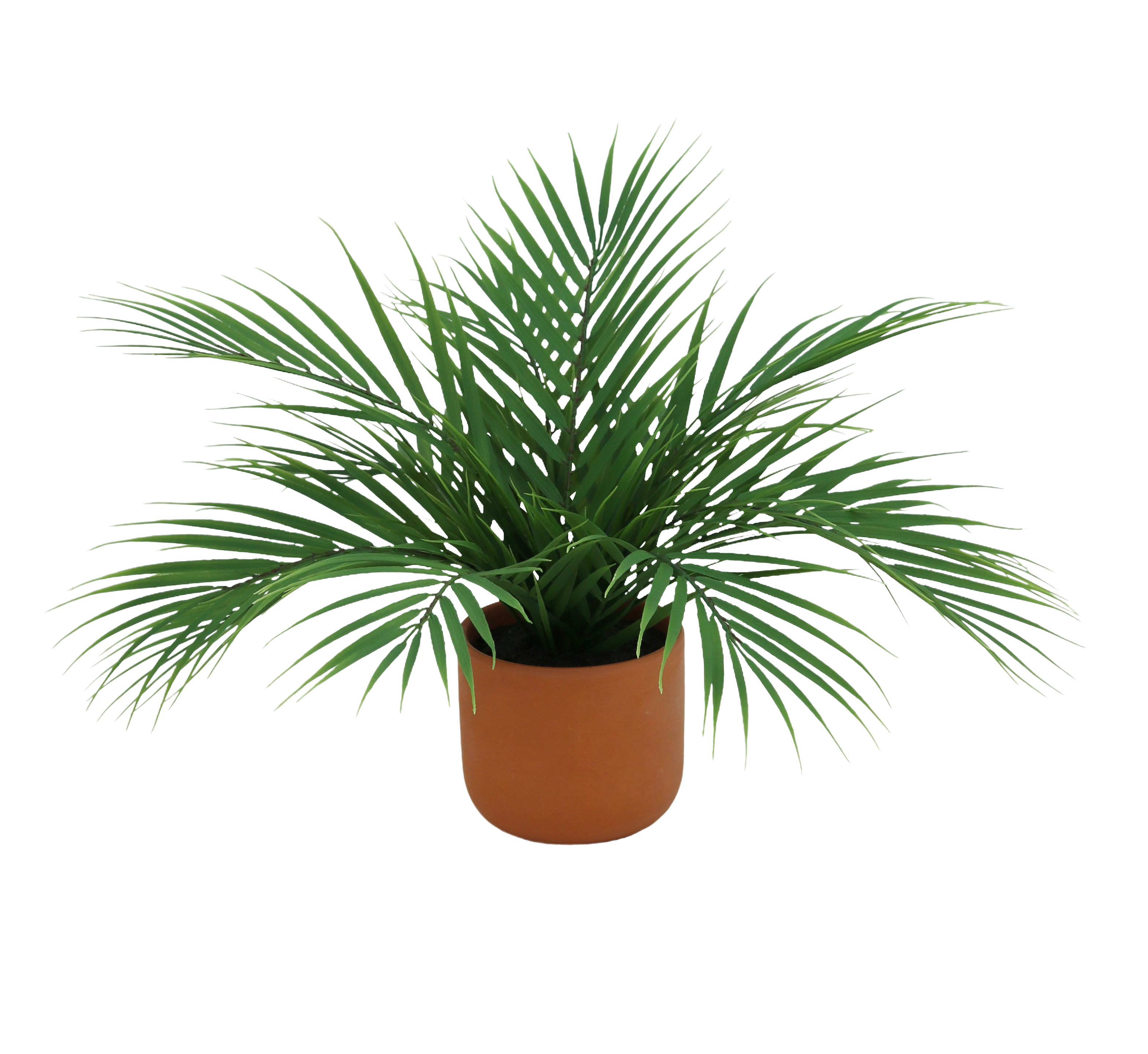 PALMIER ARECA 12 PALMES POT TERRACOTTA H.40CM