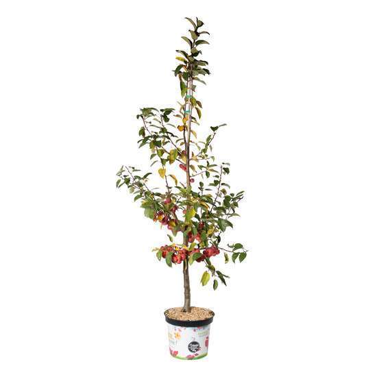 Pommier d'ornement 'Red Sentinel' en quenouille : Pot 10L