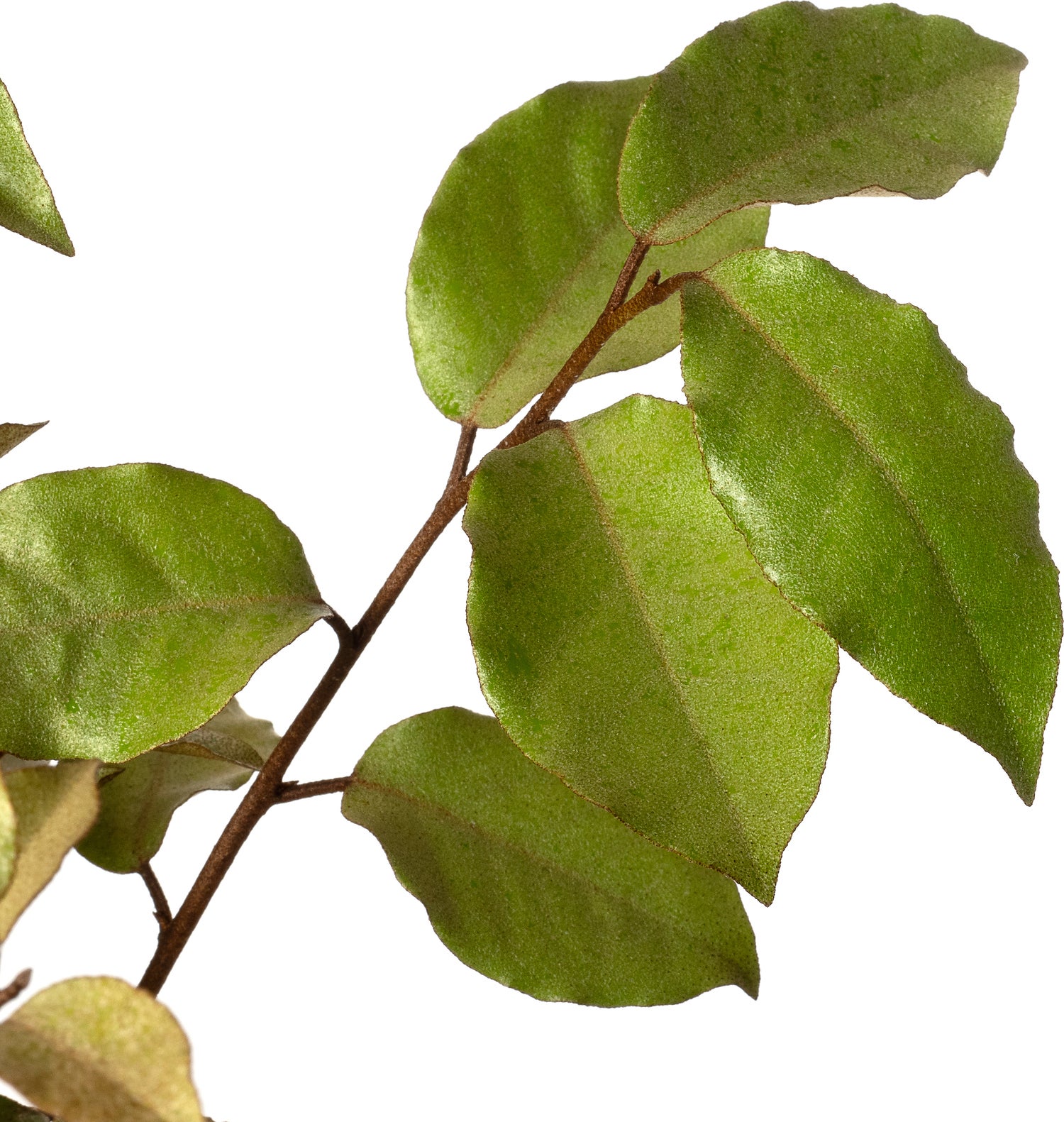 Olijfwilg (Elaeagnus ebbingei 'Compacta') D 17 H 30 cm
