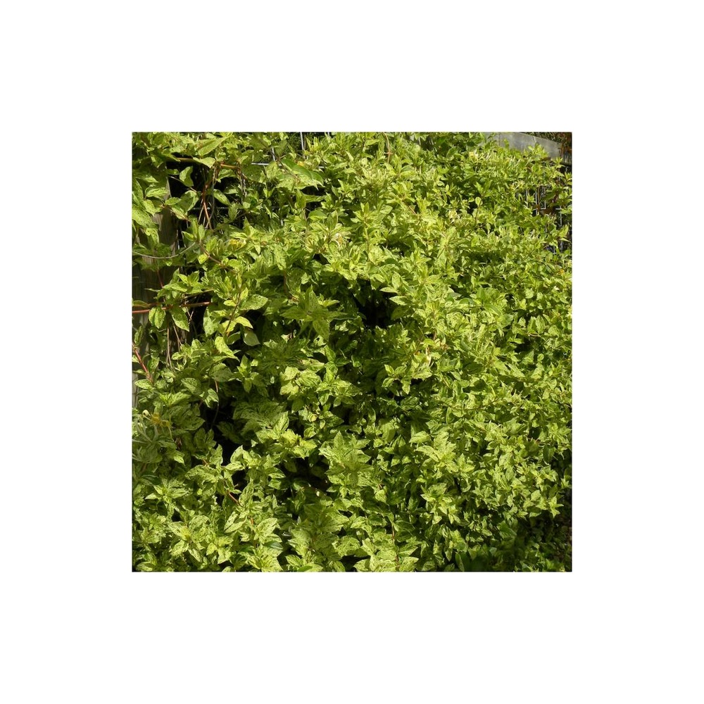 Chèvrefeuille japonica mint crisp®/lonicera japonica mint crisp®[-]godet - 5/10 cm
