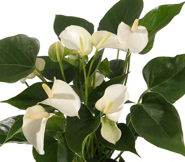 Große Flamingoblume - Anthurium andreanum,