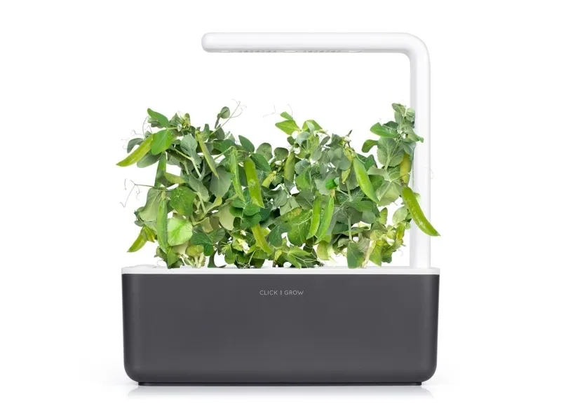 Click & Grow SGR54x3, Spiselig plante, Genopfyldning, Hurtig producent (3-5 uger), 7 - 14 dage, 2 måned(er), 18 - 24 °C