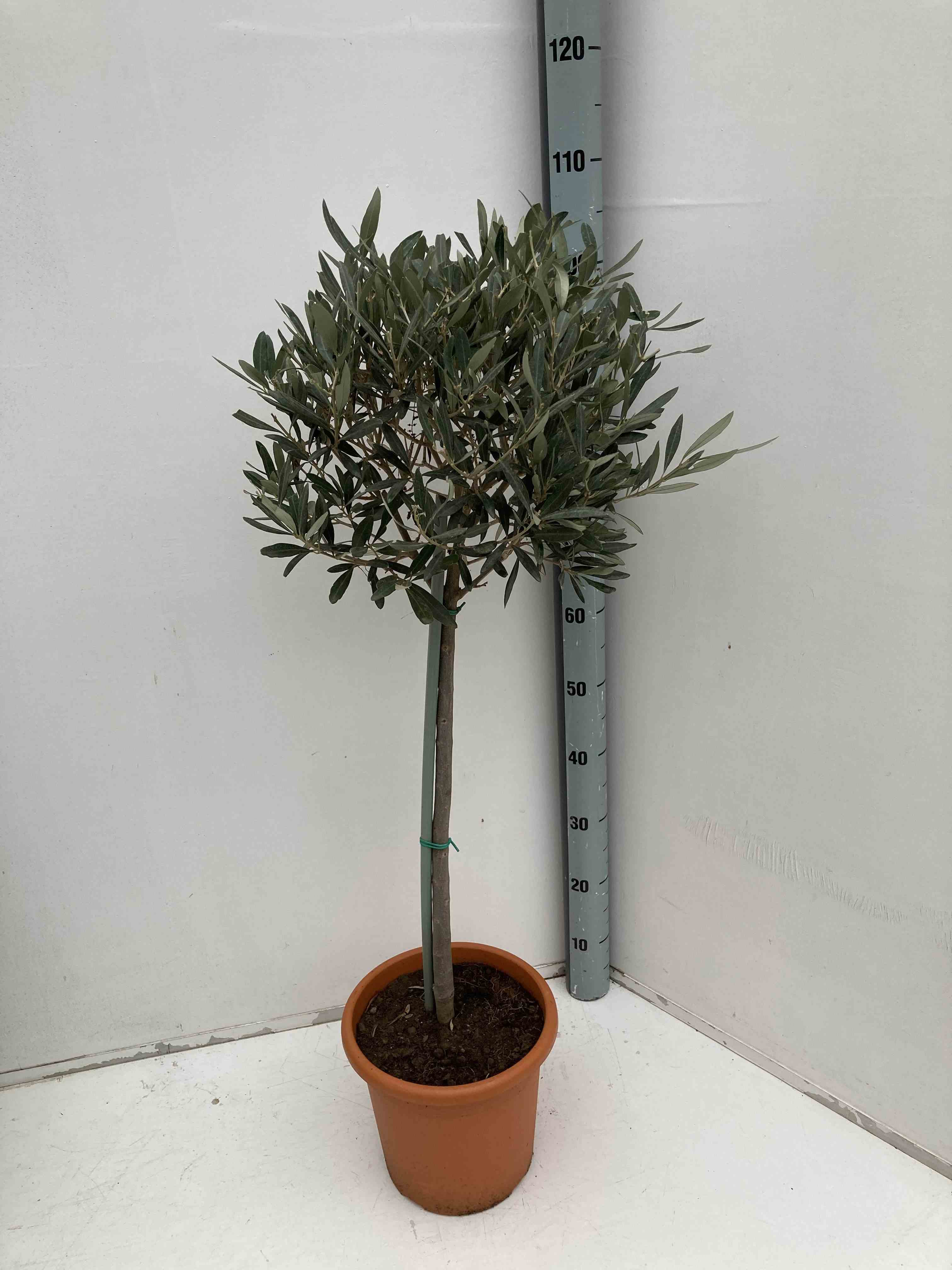 Olea europaea (oliviers) blanc - taille pot de 15 litres ? 160/180 cm