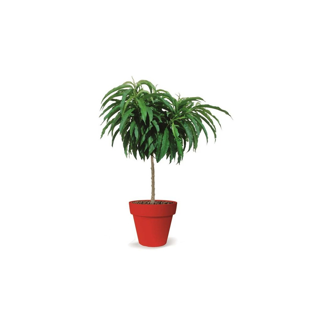 Nectarinier nain nectarinette® - nain de jardin®/prunus persica nectarinette® - nain de jardin®[-]pot de 5l