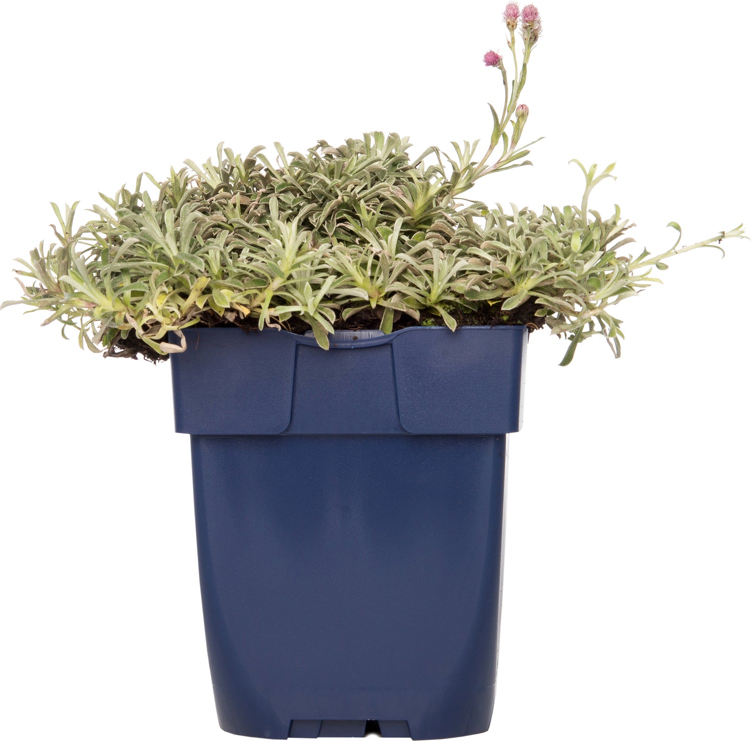 Rozenkransje (Antennaria dioica 'Rubra') D 11 H 10 cm