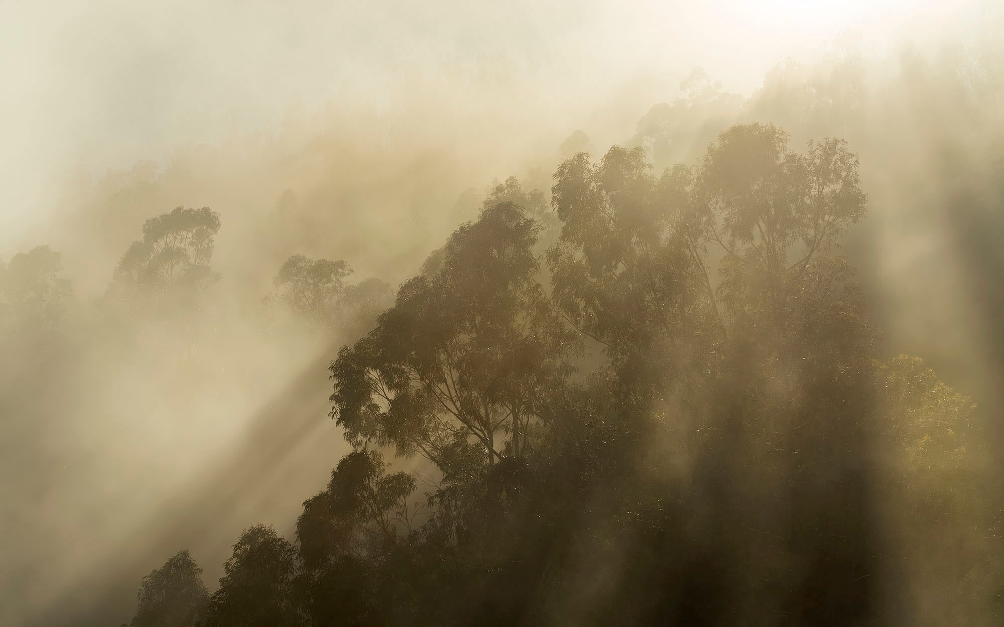 Komar Fototapete »Digitaldruck Vlies -  Foggy Sunshine - Grösse 400 x 250 cm« bedruckt glatt Wohnzimmer, Schlafzimmer