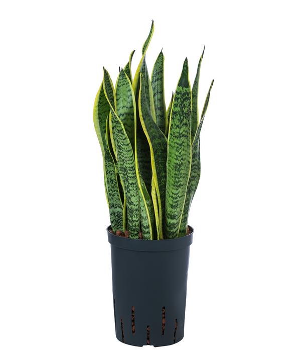 Bogenhanf - Sansevieria trifasciata var.