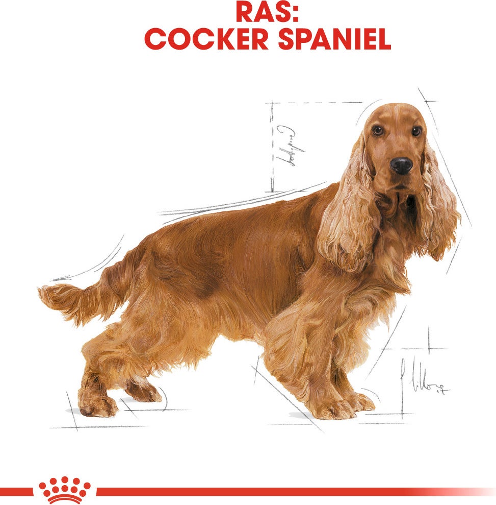 Royal Canin hondenvoer Cocker adult 3 kg