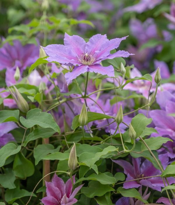 Waldrebe - Clematis 'Tumaini'