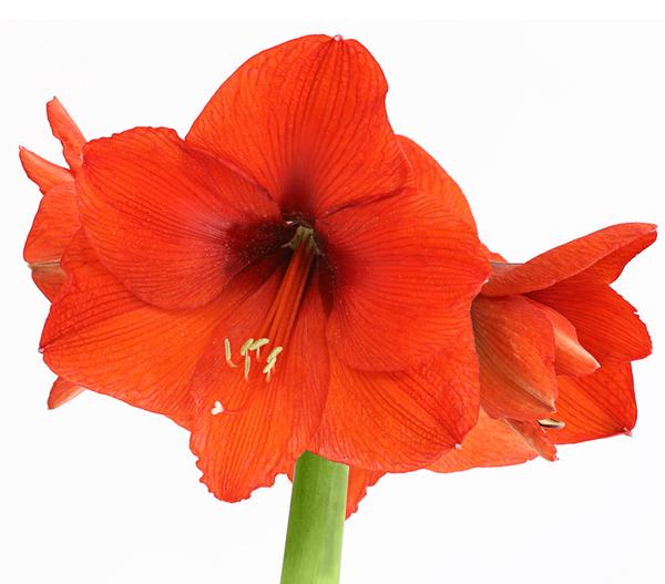 Amaryllis - Hippeastrum Hybride, eintriebig,