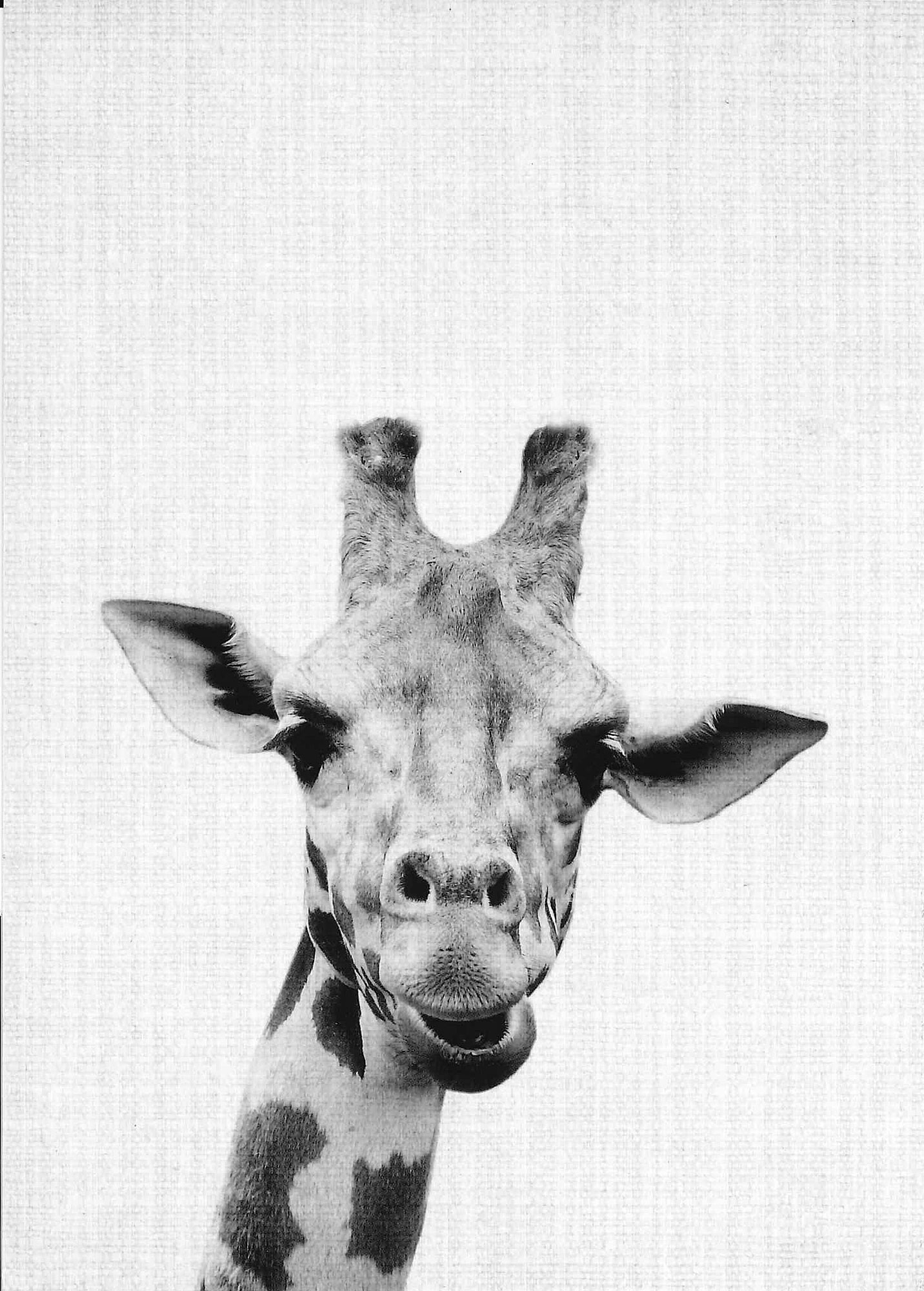 Postkarte 'Giraffe' günstig bestellen