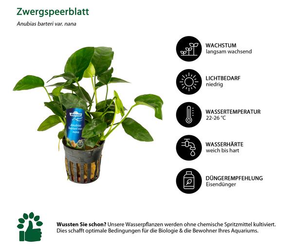 Dehner Aqua Premium Aquarienpflanzen-Set für