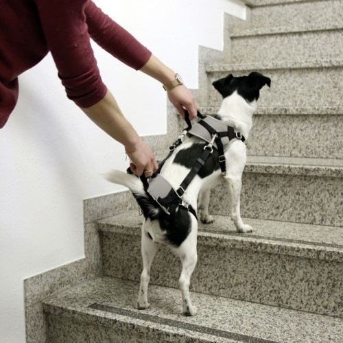 Cinto de segurança cinza para cães em carro