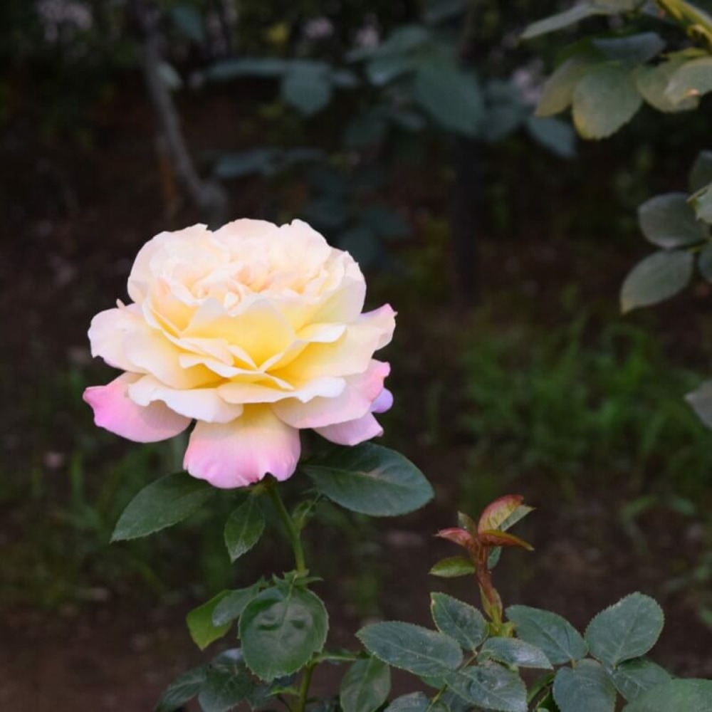 Rosier 'mme a. Meilland' -