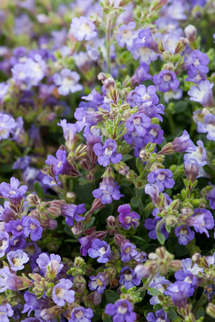 Dwergleeuwentand (Chaenorhinum origanifolium 'Blue Dream') D 9 H 15 cm