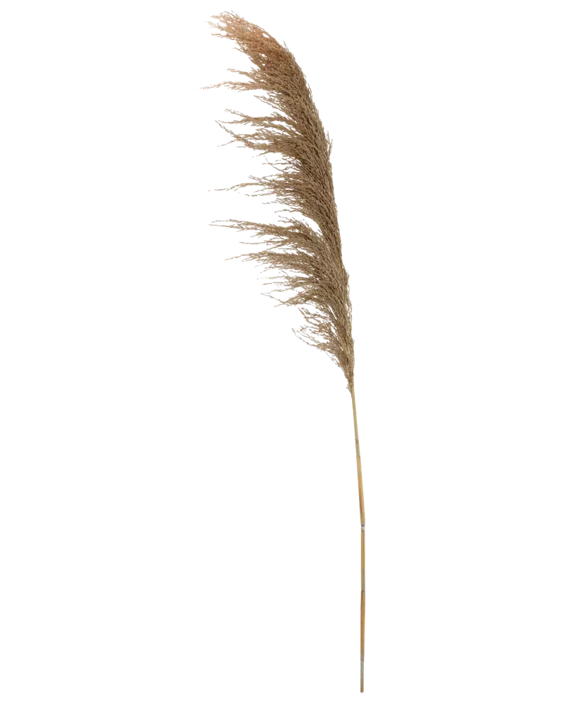 Tørret pampasgræs 140 cm