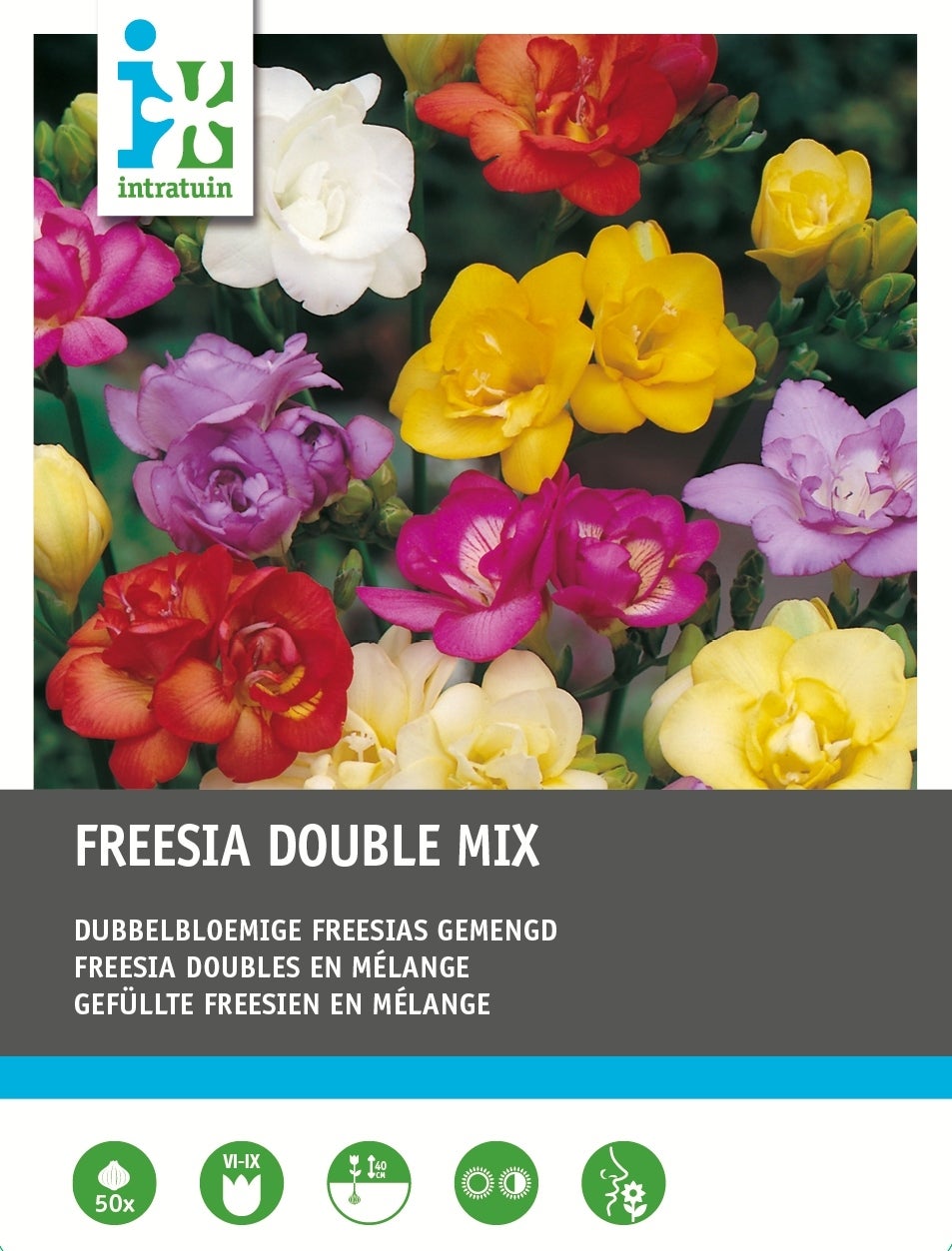 Intratuin bloembollen Freesia dubbel mix 50 stuks