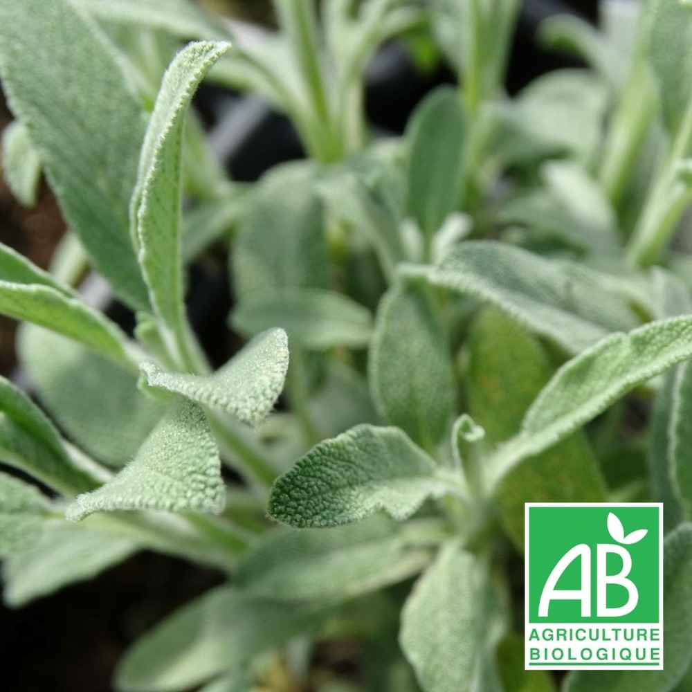 Sauge à feuilles de lavande roquefure bio/salvia lavandulifolia roquefure[-]lot de 3 godets