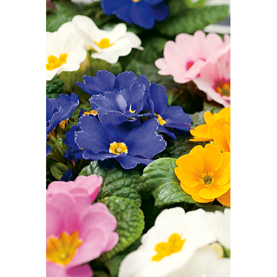 Primevère : jardinière de 25/30 cm